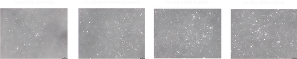 In Vitro Testing